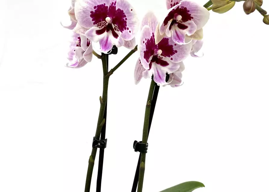 Phalaenopsis Aladin 