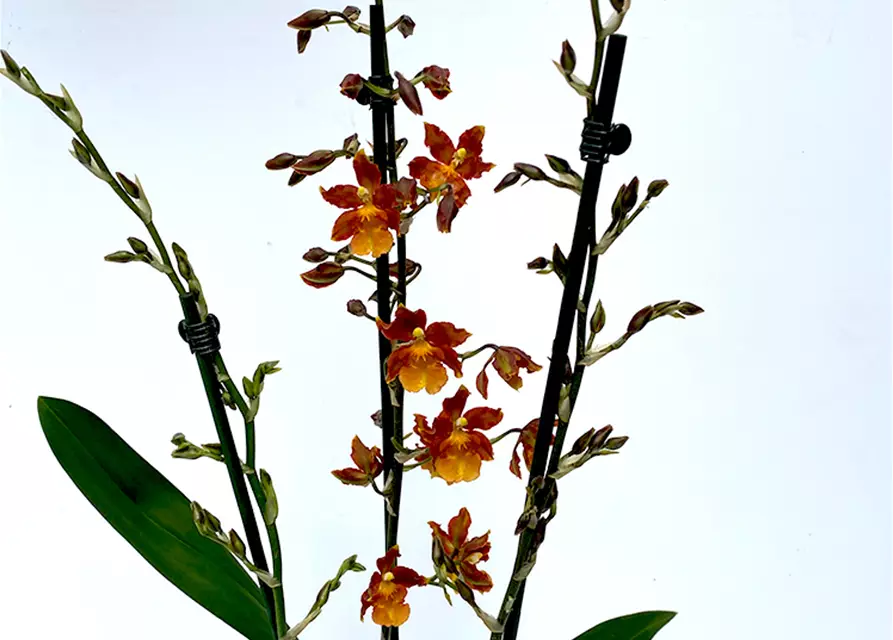 Colmanara Catatante ‚Pacific Sunspots‘