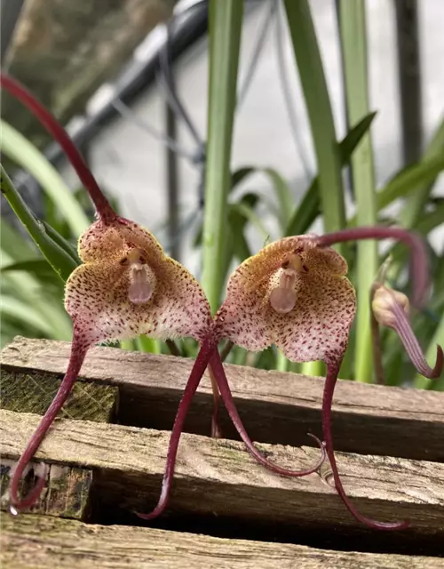 Dracula navarroorum (ÄffchenOrchidee)