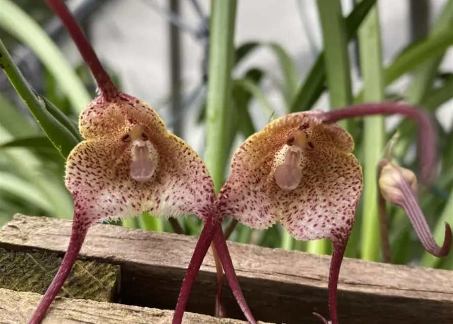 Dracula navarroorum (ÄffchenOrchidee)