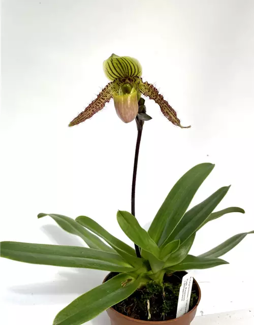 Paphiopedilum Pinocchio x philippinense 