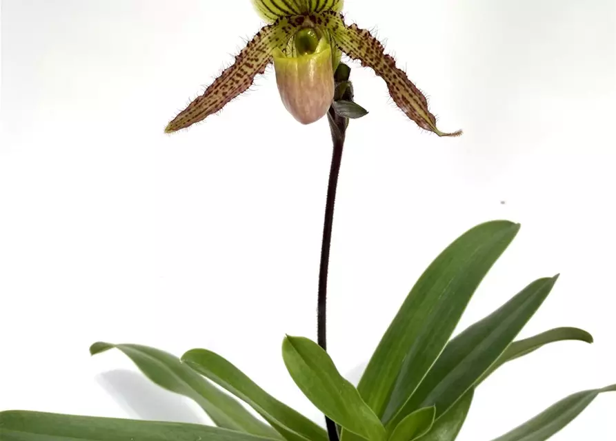 Paphiopedilum Pinocchio x philippinense 