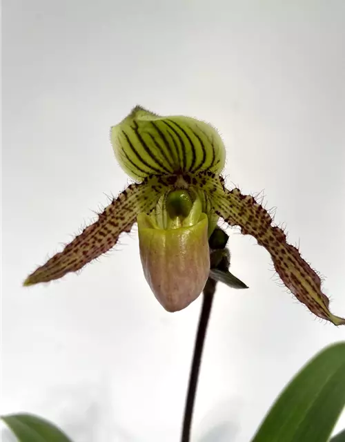 Paphiopedilum Pinocchio x philippinense 