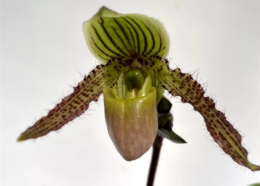 Paphiopedilum Pinocchio x philippinense 