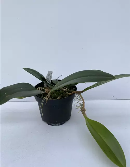 Bulbophyllum baileyi x beccarii