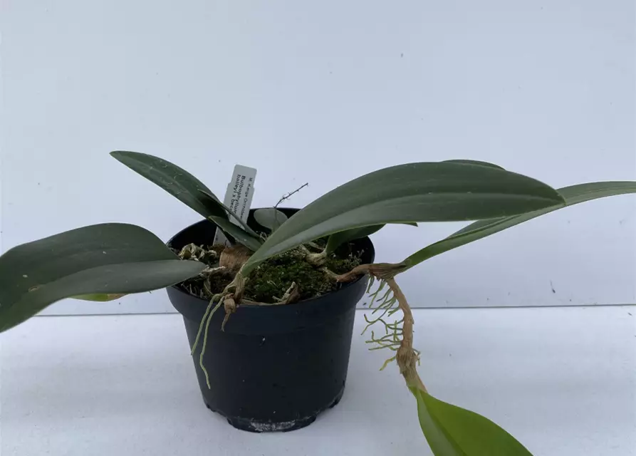 Bulbophyllum baileyi x beccarii