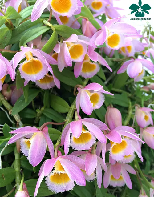 Dendrobium loddigesii