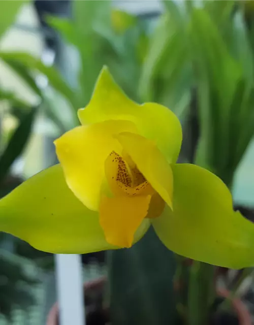 Lycaste Taurus (angelae x Yoko’s Sister)