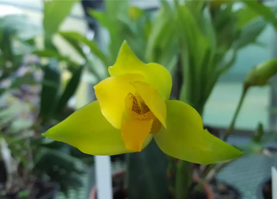 Lycaste Taurus (angelae x Yoko’s Sister)