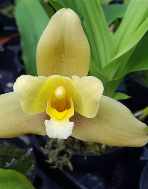 Lycaste Taurus (angelae x Yoko’s Sister)