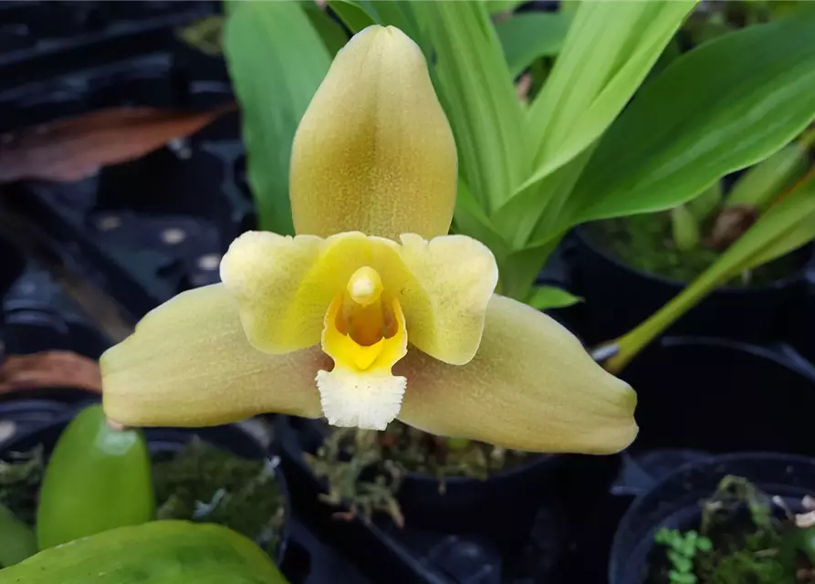 Lycaste Taurus (angelae x Yoko’s Sister)