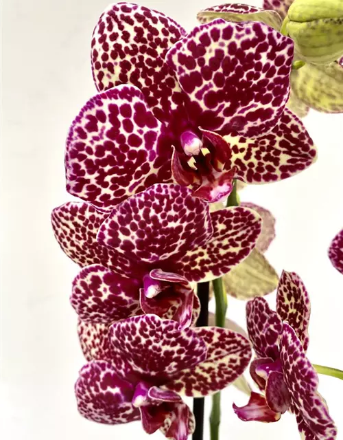 Phalaenopsis Wildcat