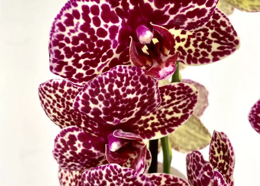 Phalaenopsis Wildcat