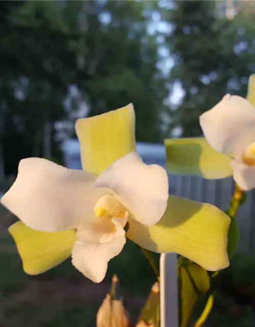 Lycaste Taurus (angelae x Yoko’s Sister)