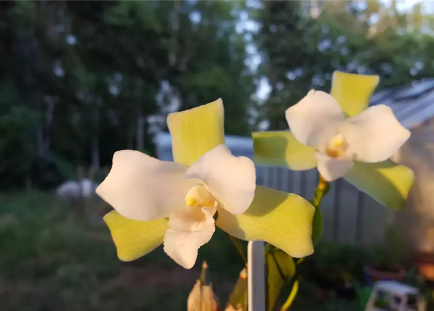 Lycaste Taurus (angelae x Yoko’s Sister)