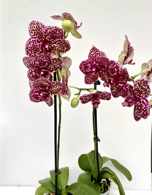 Phalaenopsis Wildcat