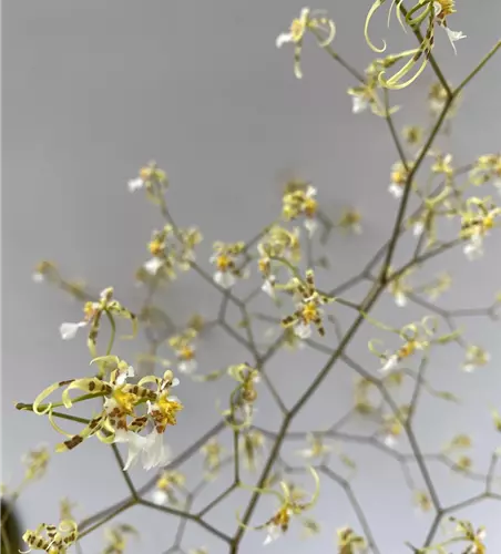 Oncidium phymatochillum