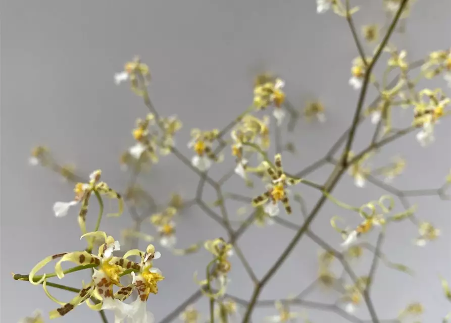 Oncidium phymatochillum