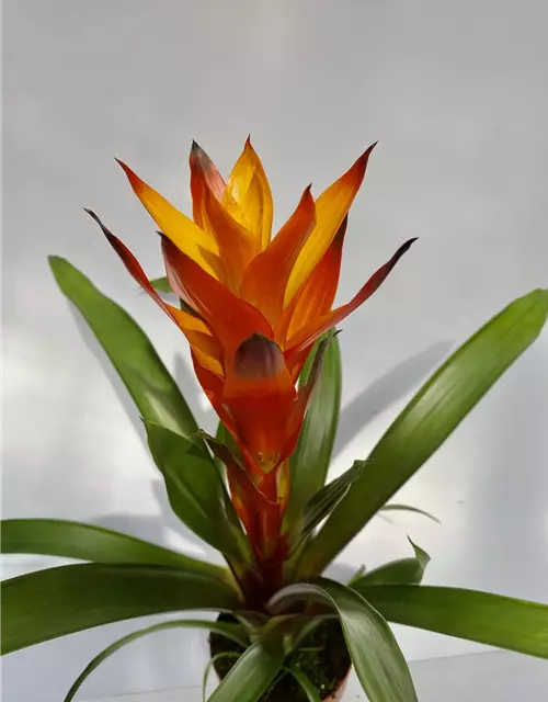 Guzmania gelb orange