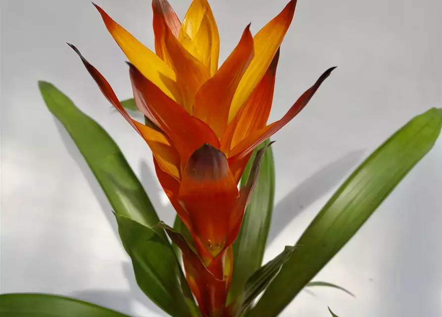 Guzmania gelb orange