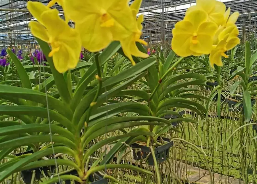 Vanda Sooksamran 'Gold' x Jakkrit 'Gold'