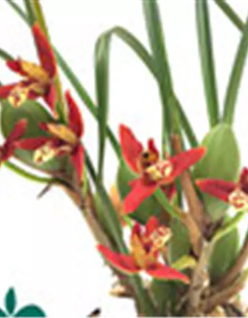 Maxillaria tenuifolia