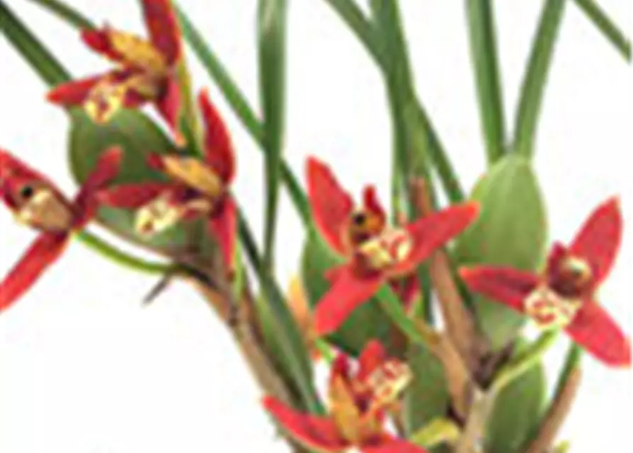 Maxillaria tenuifolia