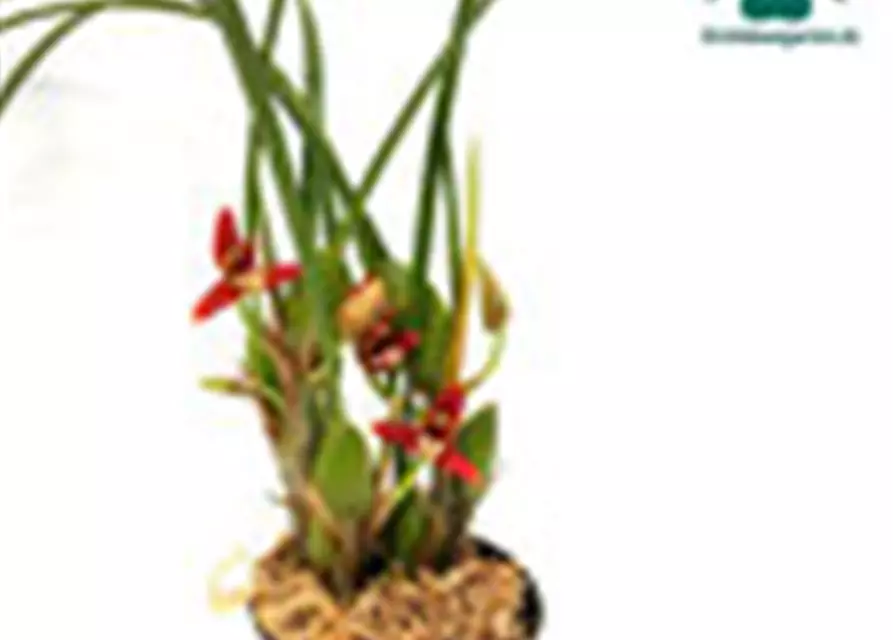 Maxillaria tenuifolia