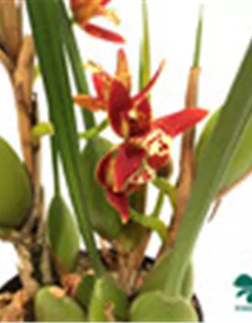 Maxillaria tenuifolia