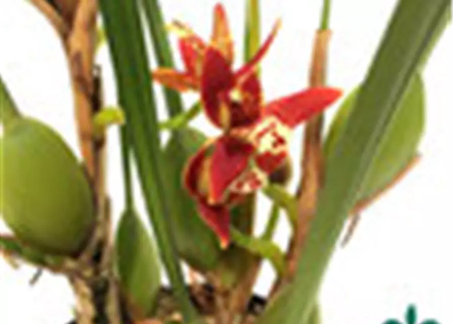 Maxillaria tenuifolia