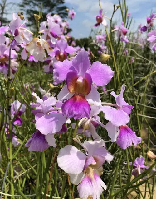 Vanda teres