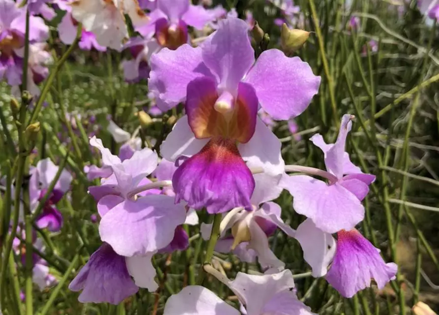 Vanda teres