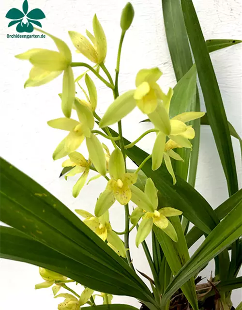 Cymbidium Golden Elf x Grammatophyllum scriptum f. citrinum