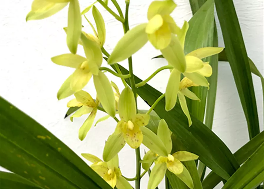 Cymbidium Golden Elf x Grammatophyllum scriptum f. citrinum