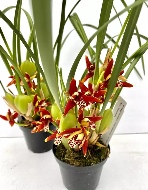 Maxillaria tenuifolia