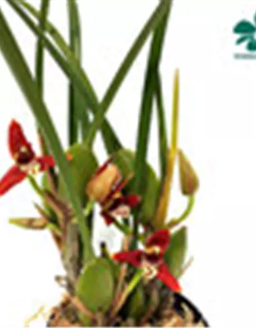 Maxillaria tenuifolia