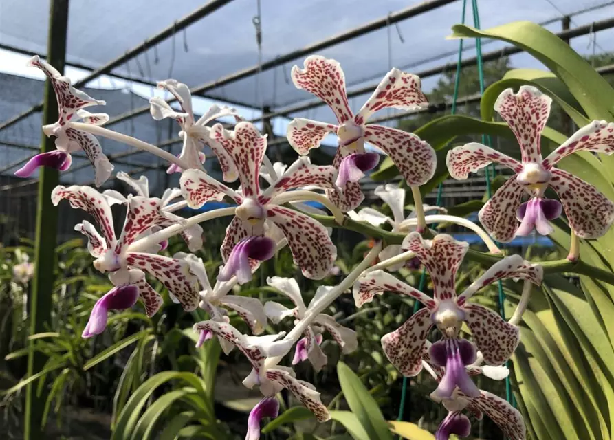 Vanda tricolor var. suavis