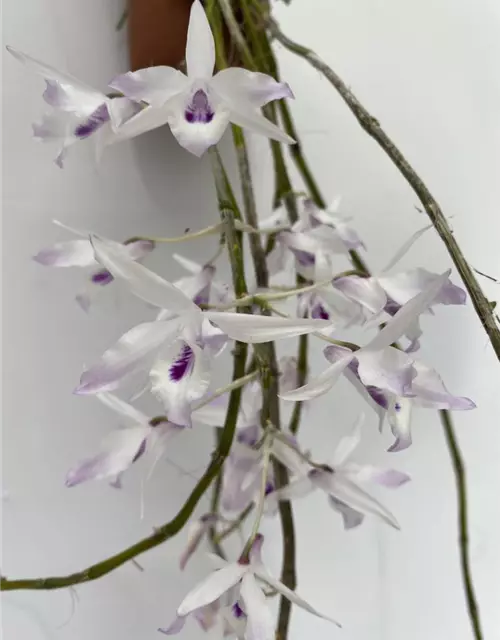 Dendrobium transparense 