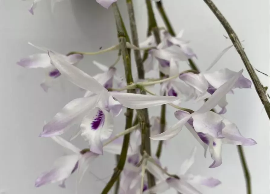 Dendrobium transparense 