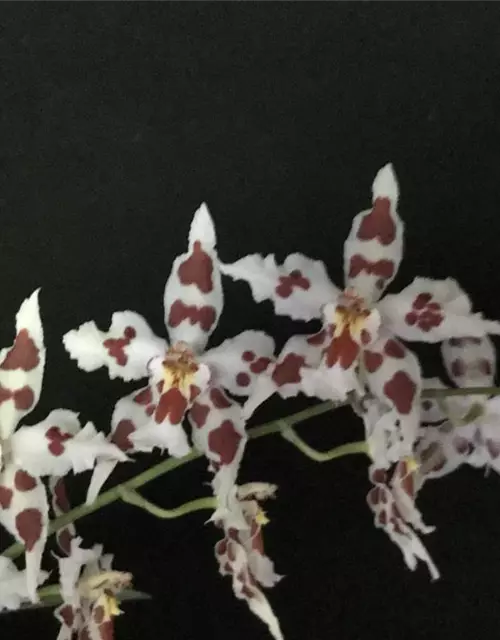 Odontoglossum crispum (Onc. alexandrae)