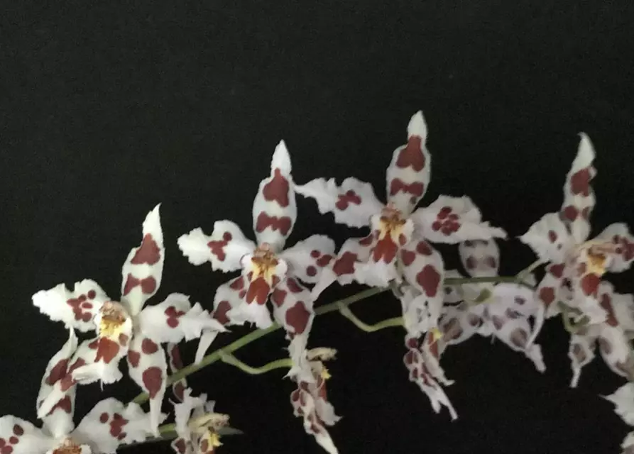 Odontoglossum crispum (Onc. alexandrae)