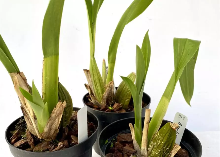 Odontoglossum crispum (Onc. alexandrae)