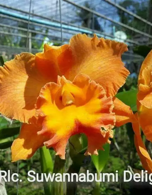 Rlc. Suwannabumi Delight