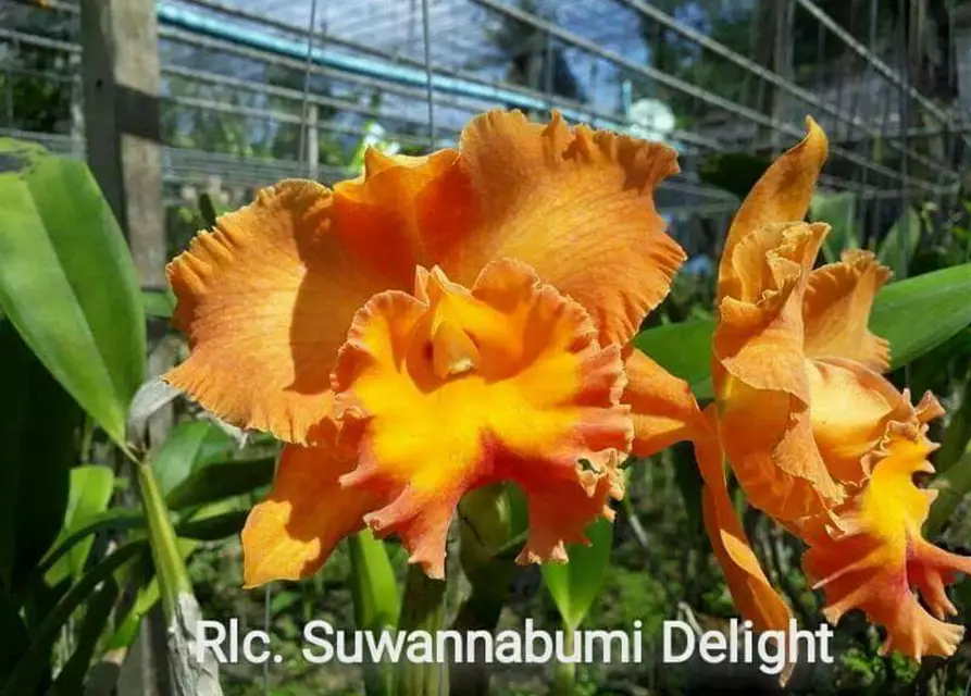 Rlc. Suwannabumi Delight