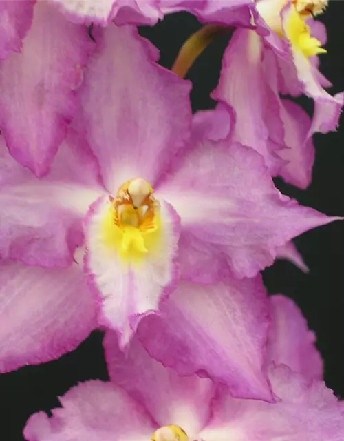 Odontoglossum crispum (Onc. alexandrae)