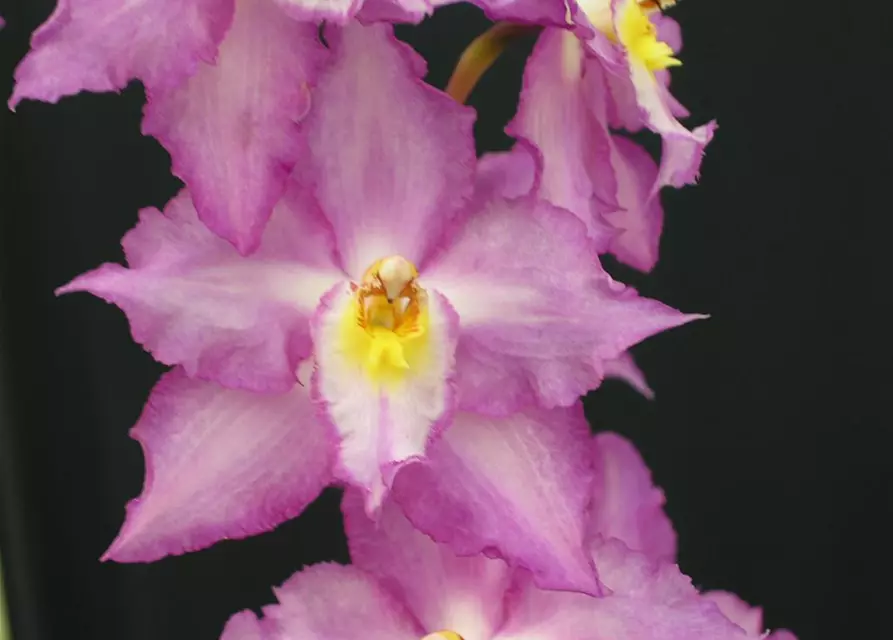 Odontoglossum crispum (Onc. alexandrae)