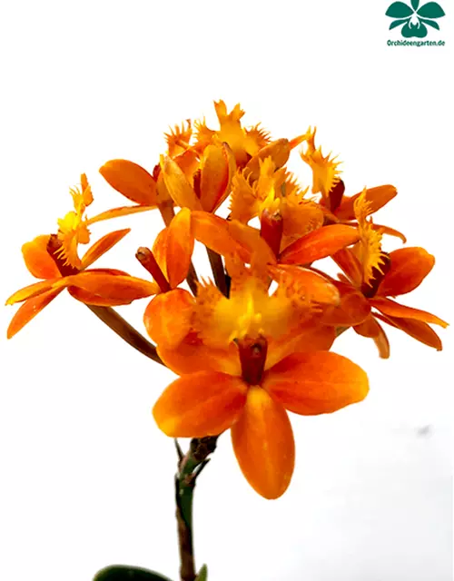 Epidendrum orange