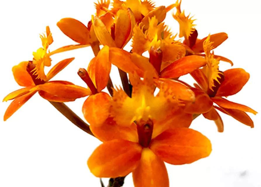 Epidendrum orange