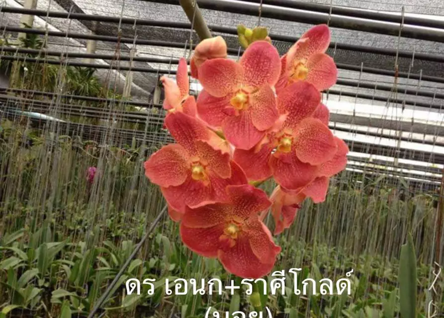 Vanda Udomsri x Jindavat