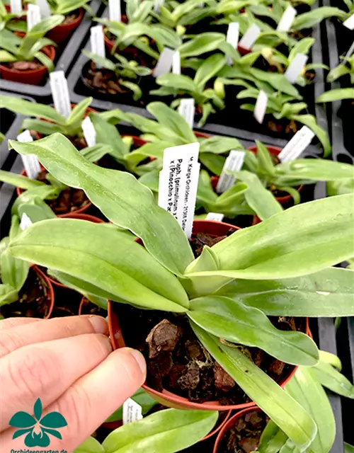 Paphiopedilum (helenae x Pinocchio) x Thunder eagle